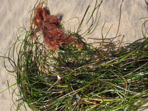 photo of Ostrich-plume Hydroids (Aglaophenia)