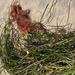 photo of Ostrich-plume Hydroids (Aglaophenia)