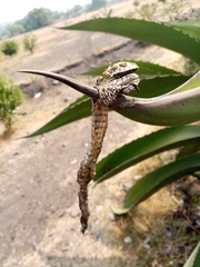 Pituophis deppei deppei