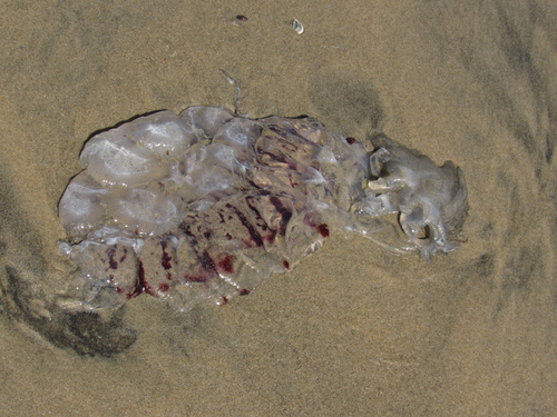 photo of Purple-striped Sea Nettle (Chrysaora colorata)