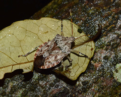 Coenomorpha