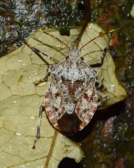 Coenomorpha
