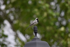 Motacilla alba