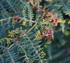 Eriophyes quadrifidus