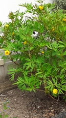 Paeonia delavayi