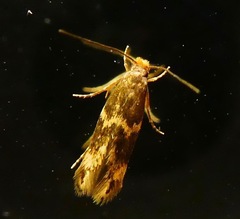 Oinophila v-flava