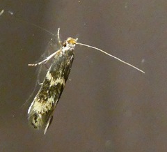 Oinophila v-flava