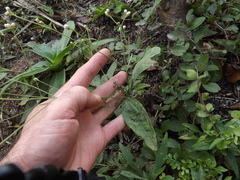 Isocarpha oppositifolia