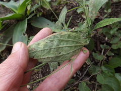 Isocarpha oppositifolia