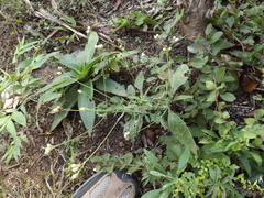 Isocarpha oppositifolia