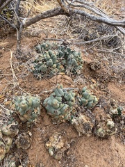 Coryphantha macromeris runyonii