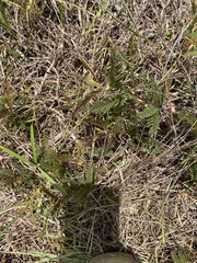 Chamaecrista deeringiana