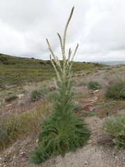 Reseda suffruticosa