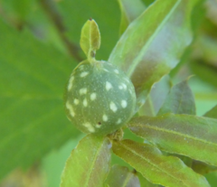 Dryocosmus quercuslaurifoliae