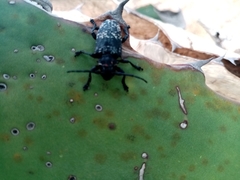 Acanthoderes funeraria