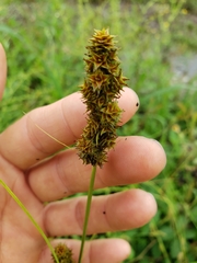 Carex triangularis