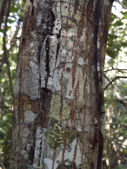 Havardia albicans