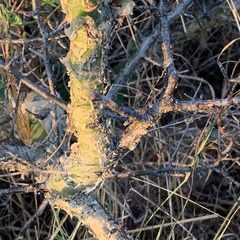 Commiphora angolensis