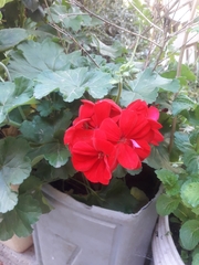 Pelargonium