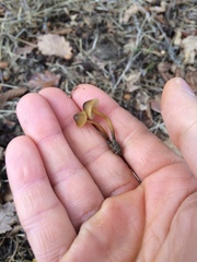 Mycena olivaceomarginata