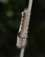 Euproctis punctifera