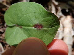 Puccinia orbicula