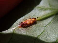 Puccinia orbicula