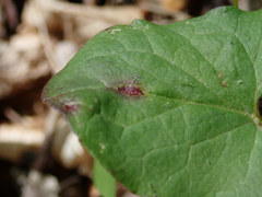 Puccinia orbicula