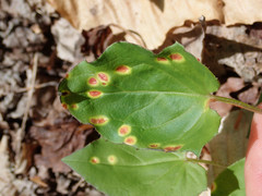Puccinia orbicula