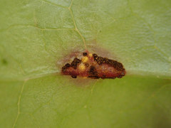 Puccinia orbicula