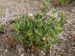 Helianthemum squamatum