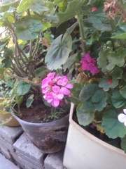 Pelargonium