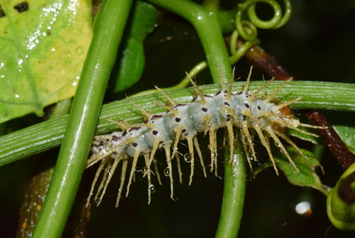 Adenia gummifera