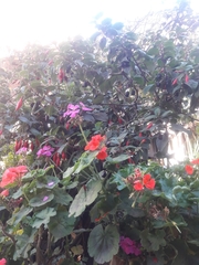 Pelargonium
