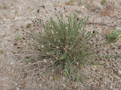 Centaurea hyssopifolia
