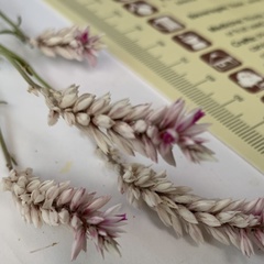 Hermbstaedtia odorata