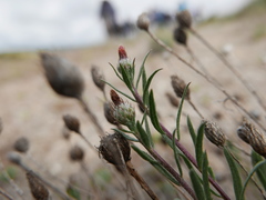 Centaurea hyssopifolia