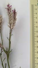 Hermbstaedtia odorata