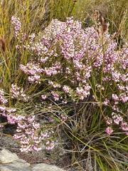 Erica nudiflora