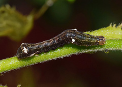 Catephia discophora
