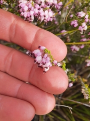 Erica nudiflora