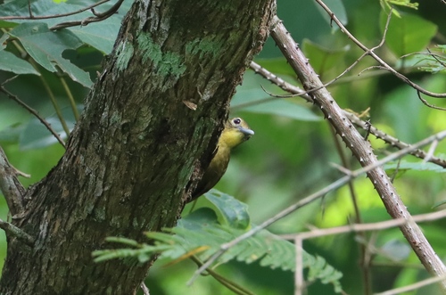 Yellow-bearded Greenbul