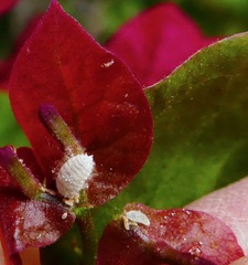 Phenacoccus peruvianus