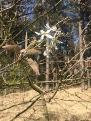 Amelanchier × lamarckii