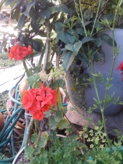 Pelargonium
