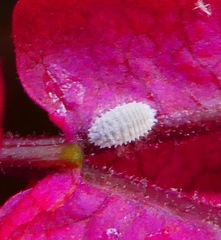 Phenacoccus peruvianus