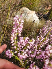 Erica nudiflora