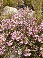 Erica nudiflora
