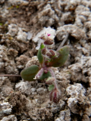 Chaenorhinum