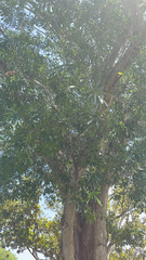 Acacia auriculiformis